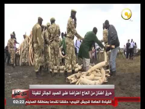  فيديو حرق أطنان من العاج اعتراضا على الصيد الجائر للفيلة