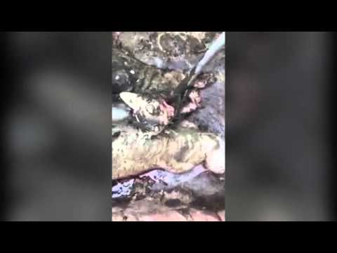 بالفيديو قرويون يقتلون مخلوقين متوحشين 