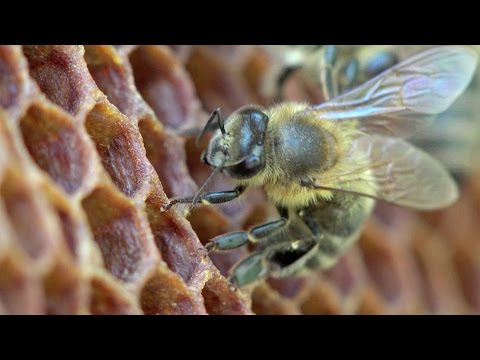 شاهد علاقة الإنسان بالنحل بدأت منذ 9000 عامًا