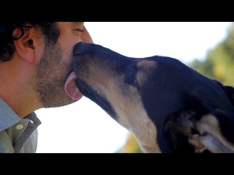 شاهد تطور علاقة الإنسان بالكلاب والقطط