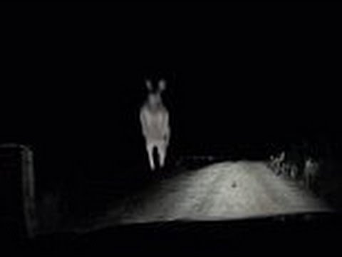 بالفيديو كنغر يهاجم أحد السيارات ويحطم زجاجها الأمامي