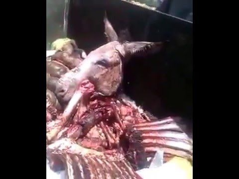 بالفيديو مصادرة كميات كبيرة من لحوم الحمير