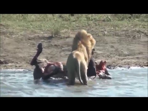 شاهد أسد يخرج جنينا من بطن جاموسة