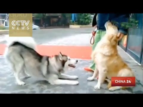 شاهد كلب يرفض اللعب أثناء ساعات العمل الرسمية