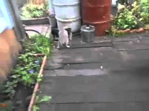 بالفيديو شاهد كلب يحمل قطته المدللة ويعود بها للمنزل