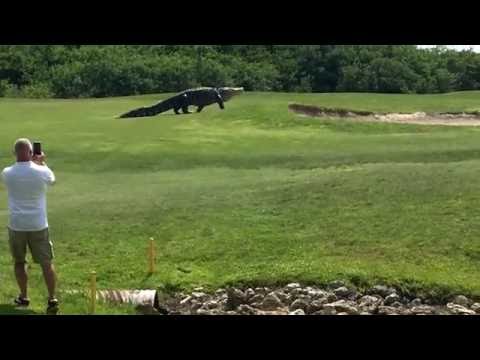 شاهد تمساح ضخم يقتحم ملعب غولف في أميركا