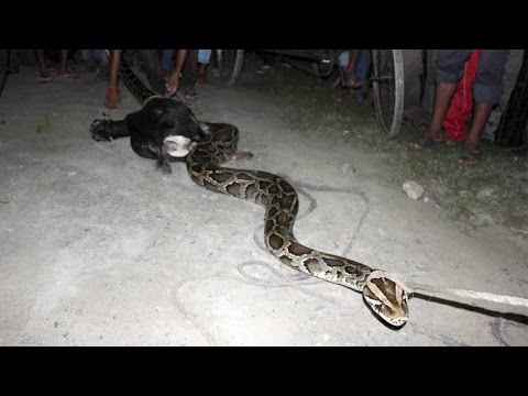 شاهد ثعبان طوله 6 أمتار يفشل في بلع ماعز