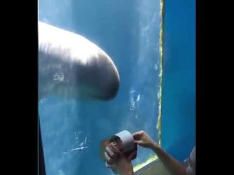 حوت يرقص على أنغام الموسيقى