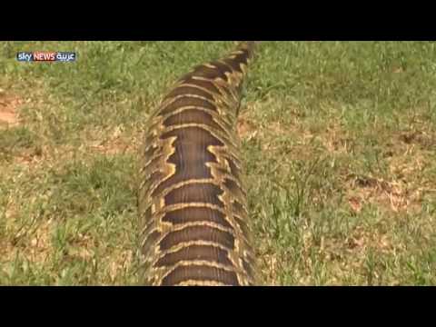 بالفيديو مواطن امريكي يعثر علي افعي ضخمة في حديقة منزله