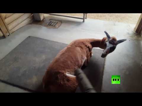 اسعد حيوان لاما في العالم