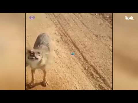 بالفيديو سخط مواطن على انقطاع الكهرباء في السودان