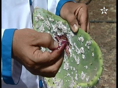 شاهد مرض غريب يجتاح حقول فاكهة الهندي في سيدي بنور