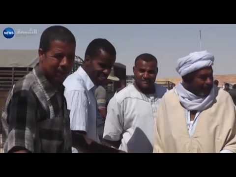 قلة الأمطار تحول دون ارتفاع أسعار الماشية في الوادي