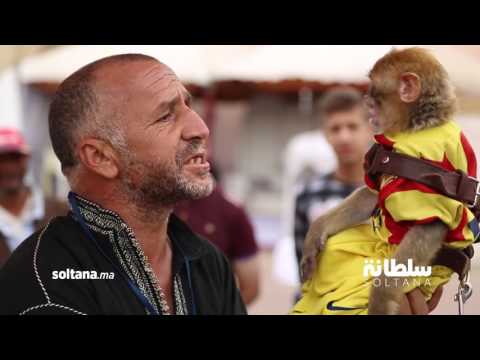 شاهد فنانو ساحة الهديم في مكناس يروضون القرود والأفاعي