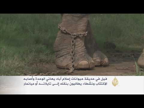 شاهد فيل في حديقة إسلام آباد يعاني من الوحدة