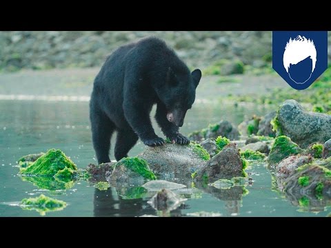 شاهد تعرَّف على سرِّ قوة مخالب الدببة
