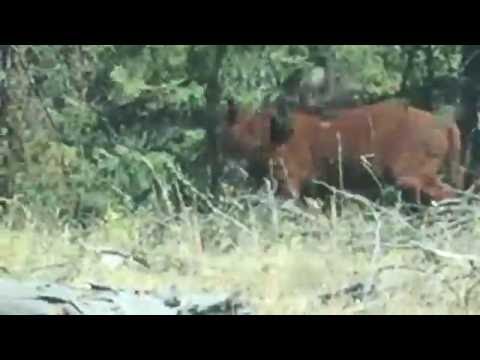 بالفيديو لقطات نادرة لدب يهاجم بقرة