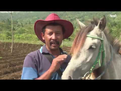 شاهد مكتبة متنقلة على حصان للتشجيع على القراءة للأطفال