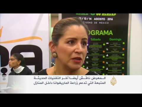 بالفيديو العاصمة المكسيكية تحتضن معرضا خاصا بنبتة الماريغوانا