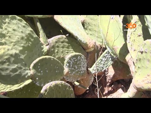 بالفيديو خبراء يوضحون ما يجب أن تعرفه عن مرض فاكهة الهندي