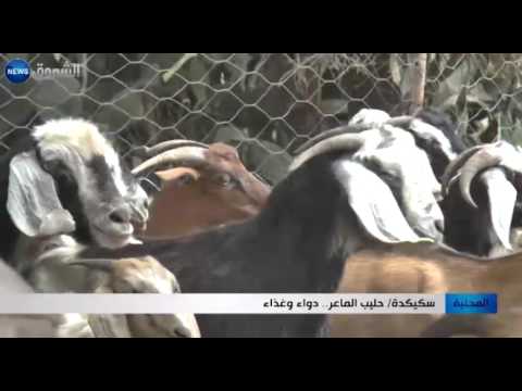 بالفيديو شاهد حليب الماعز دواء وغذاء