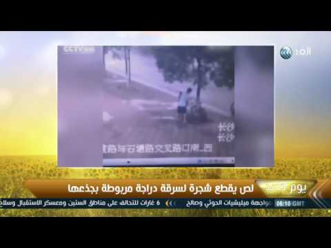 بالفيديو لص يقطع شجرة لسرقة دراجة مربوطة في جذعها