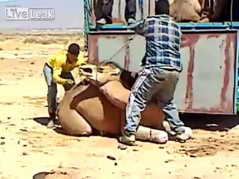 بالفيديوشاهد مغربيًا يحمل جملاً ضخماً فوق ظهره