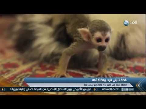 بالفيديو قطة تتبنى قردا وتحمله على ظهرها لتناول الطعام