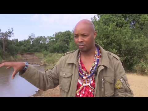 بالفيديوبدء موسم هجرة بقر الوحش في شرق أفريقيا