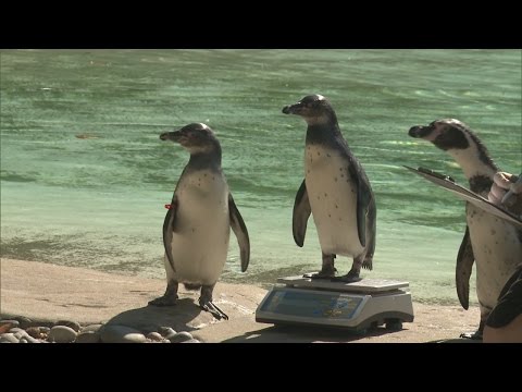 بالفيديو شاهد حديقة حيوان لندن تبدأ وزن مئات الحيوانات