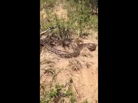 شاهد ثعبان ضخم يهاجم مجموعة من الشباب