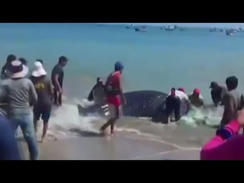 بالفيديو لحظة إنقاذ سمكة قرش عُلقت بشبكة الصيادين في واقعة غريبة