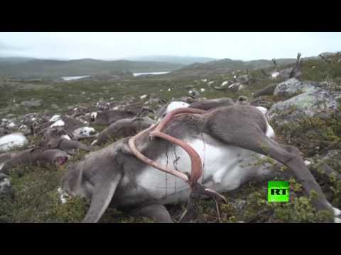 شاهد نفوق 323 رنة بسبب الصواعق في النرويج