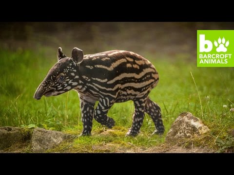 سولو أول تابير من نوعها تولد في حديقة حيوان