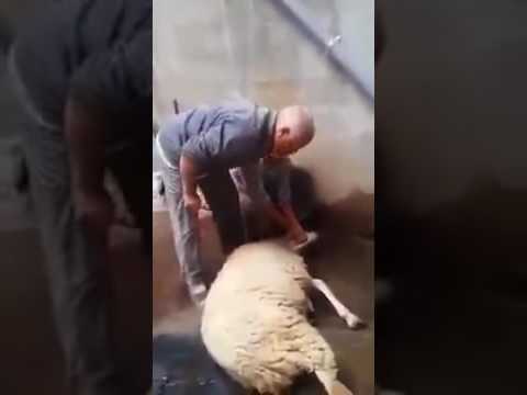 طريقة ذبح الخروف بدون الحاجة للإمساك به