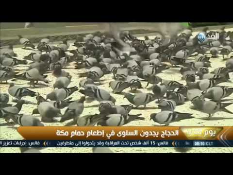  شاهد الحجاج يجدون السلوى في إطعام حمام مكة