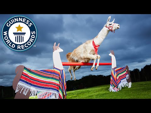 بالفيديو حيوان اللاما يحصل على لقب صاحب أعلى قفزة في العالم