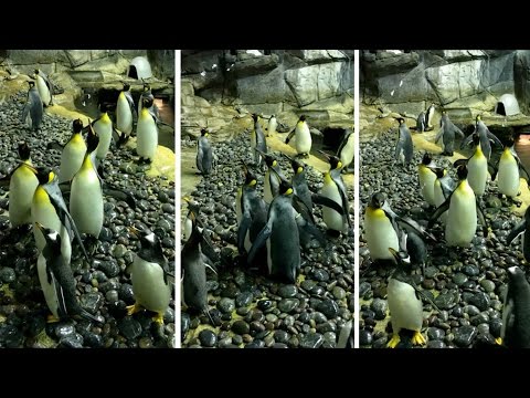 بالفيديو لقطات طريفة لبطاريق تلعب بـفقاقيع الصابون