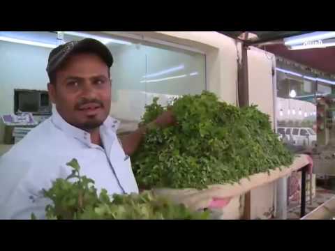 بالفيديو نعناع المدينة المنورة نكهة تميز شايها