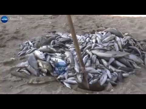 شاهد كارثة خطيرة تتسبب في نفوق أطنان من الأسماك