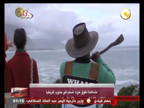 شاهد نفوق حوت ضخم في جنوب أفريقيا