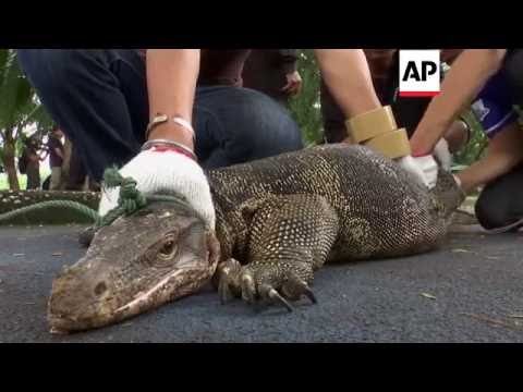 بالفيديو مئات الزواحف الضخمة تغزو حديقة عامة في بانكوك