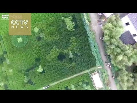 بالفيديو حقل أرز على شكل خريطة الصين في شنغهاي