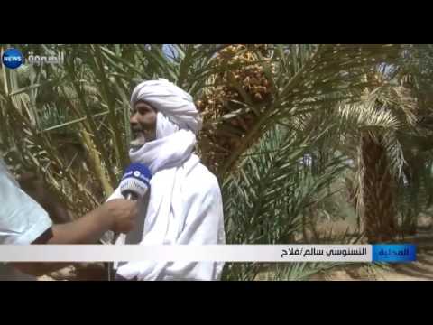 شاهد 3 ملايين نخلة مهدّدة بسبب نقص المياه