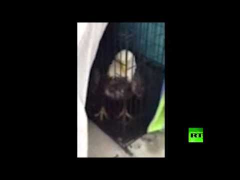 بالفيديو عاصفة ماثيو توقع نسرًا في شبكة تبريد سيارة