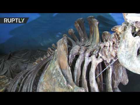 بالفيديو اكتشاف بقايا ماموث بالقرب من أومسك في قرية تشيريوموشكي