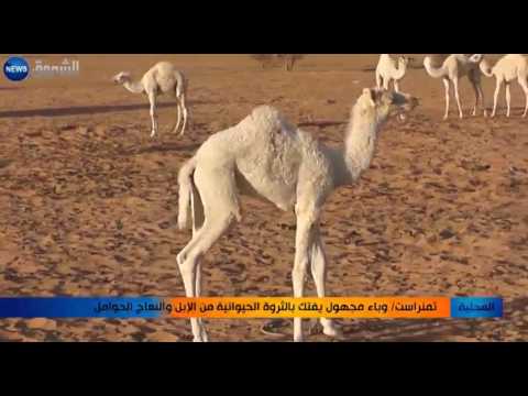 وباء مجهول يفتك بالإبل والنعاج الحوامل في تمنراست