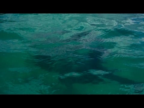 فتاة تعيش لحظات من الرعب مع سمكة قرش