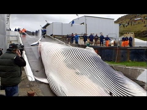 شاهد المدافعون عن حماية الحيتان يطالبون برقابة أكبر ويخرجون بنصف خسارة