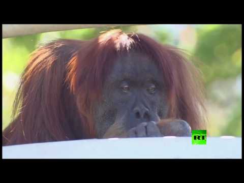شاهد الأورانغوتان الأكبر سنًا في العالم